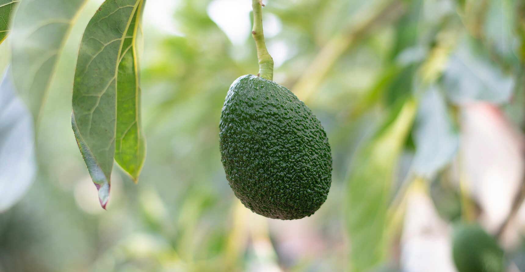 An avocado.