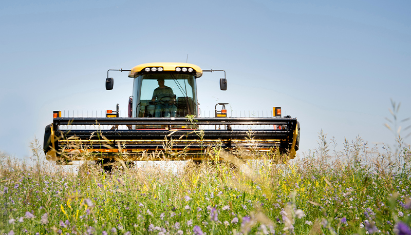 Alfalfa field with a combine harvester.